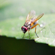 Illustration for article titled Scientists Got Fruit Flies Drunk and Maybe Figured Out Why We Get Buzzedem/em